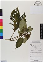 登錄號:BS07026藏品圖，第1張