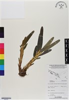 登錄號:BS07027藏品圖，第1張