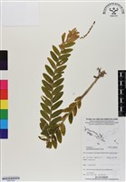 登錄號:BS07029藏品圖，第1張
