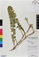 登錄號:BS07030藏品圖，第1張