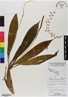 登錄號:BS07031藏品圖，第1張
