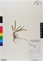 館號:BS07032藏品圖，第1張