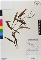 登錄號:BS07033藏品圖，第1張