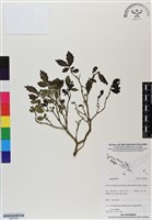 登錄號:BS07034藏品圖，第1張