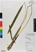 登錄號:BS07037藏品圖，第1張