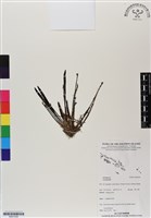 登錄號:BS07038藏品圖，第1張