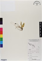 登錄號:BS07039藏品圖，第1張