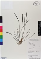 登錄號:BS07040藏品圖，第1張