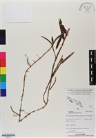 登錄號:BS07041藏品圖，第1張
