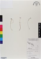 登錄號:BS07042藏品圖，第1張
