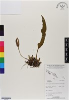 登錄號:BS07043藏品圖，第1張