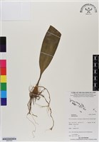 登錄號:BS07045藏品圖，第1張