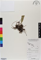 登錄號:BS07046藏品圖，第1張