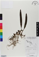 登錄號:BS07047藏品圖，第1張
