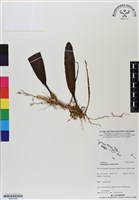登錄號:BS07048藏品圖，第1張