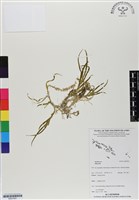 登錄號:BS07051藏品圖，第1張