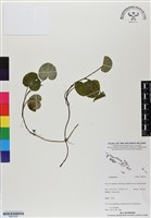 登錄號:BS07052藏品圖，第1張