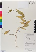 登錄號:BS07053藏品圖，第1張