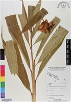 登錄號:BS07054藏品圖，第1張