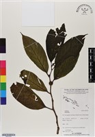 登錄號:BS07055藏品圖，第1張