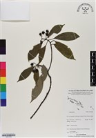 登錄號:BS07056藏品圖，第1張