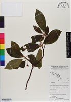 登錄號:BS07057藏品圖，第1張