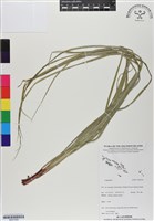 登錄號:BS07058藏品圖，第1張