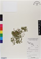 館號:BS07059藏品圖，第1張