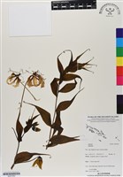 登錄號:BS07060藏品圖，第1張