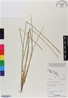 登錄號:BS07061藏品圖，第1張