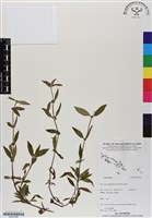 登錄號:BS07062藏品圖，第1張