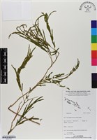 登錄號:BS07063藏品圖，第1張