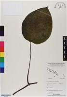 登錄號:BS07065藏品圖，第1張