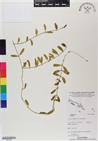 登錄號:BS07068藏品圖，第1張