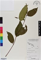 登錄號:BS07070藏品圖，第1張