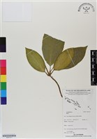 登錄號:BS07071藏品圖，第1張