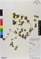 登錄號:BS07072藏品圖，第1張