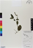 登錄號:BS07073藏品圖，第1張