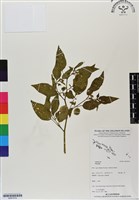 登錄號:BS07074藏品圖，第1張