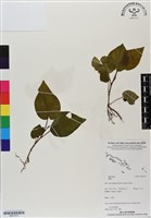 登錄號:BS07075藏品圖，第1張