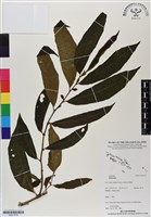 登錄號:BS07079藏品圖，第1張