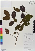登錄號:BS07080藏品圖，第1張