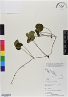 登錄號:BS07081藏品圖，第1張