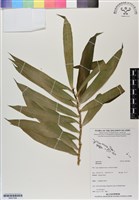 登錄號:BS07086藏品圖，第1張