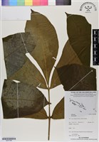 登錄號:BS07088藏品圖，第1張