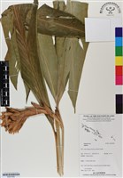 登錄號:BS07090藏品圖，第1張