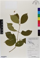 登錄號:BS07091藏品圖，第1張