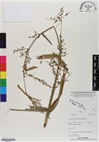 登錄號:BS07092藏品圖，第1張