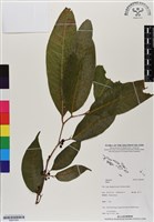 登錄號:BS07093藏品圖，第1張