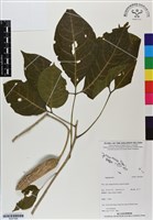 登錄號:BS07094藏品圖，第1張